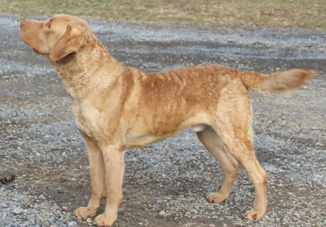 Redlion Kennel breeding Chesapeake Bay Retrievers and Labradors in New